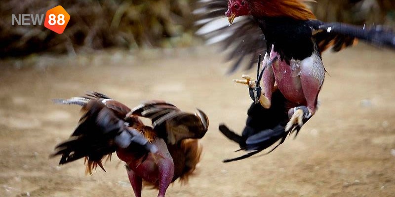 Kinh nghiệm cá cược đá gà - Kiếm tra thành tích 