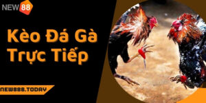 Ưu điểm của kèo đá gà trực tiếp